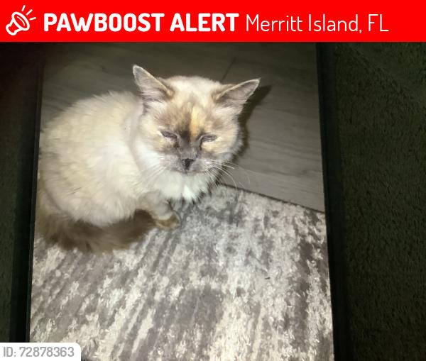Lost Female Cat last seen Wales ave,Cocoa ,Butia, Queensland , Merritt Island, FL 32953