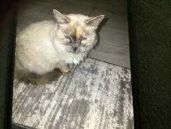 Lost Female Cat last seen Wales ave,Cocoa ,Butia, Queensland , Merritt Island, FL 32953