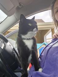 Lost Female Cat last seen Route 40, Beallsville, PA 15313
