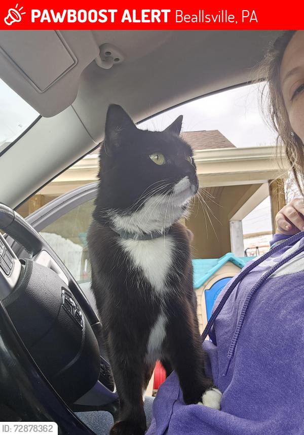 Lost Female Cat last seen Route 40, Beallsville, PA 15313