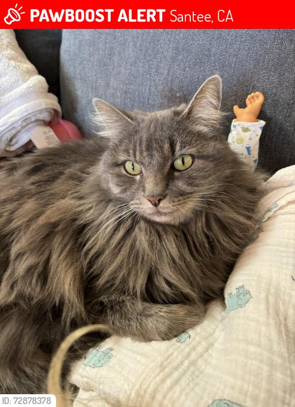 Lost Female Cat last seen Linen drive and big rock road , Santee, CA 92071