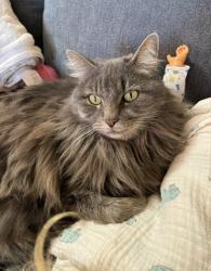 Lost Female Cat last seen Linen drive and big rock road , Santee, CA 92071