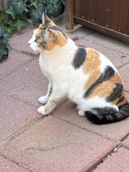 Reunited Unknown Cat last seen Monterey and Richmond SE, Albuquerque, NM 87106
