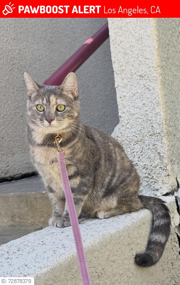 Lost Female Cat last seen Near ens St Apt 104, Sherman Oaks, CA 91403, Los Angeles, CA 91403