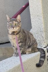 Lost Female Cat last seen Near ens St Apt 104, Sherman Oaks, CA 91403, Los Angeles, CA 91403