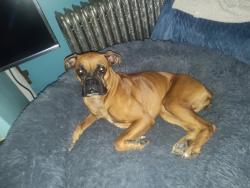 Reunited Female Dog last seen Sherman ave Niles Oh, Niles, OH 44446