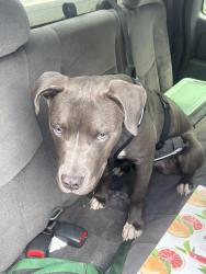 Found/Stray Male Dog last seen Dollar General, Swissvale, PA 15218