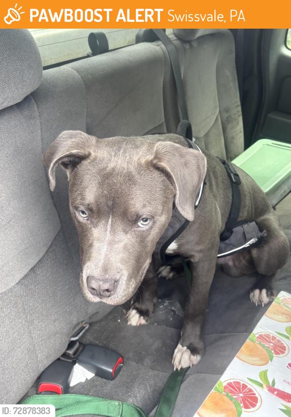 Found/Stray Male Dog last seen Dollar General, Swissvale, PA 15218