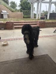 Found/Stray Unknown Dog last seen Loma vista middle school, Riverside, CA 92501