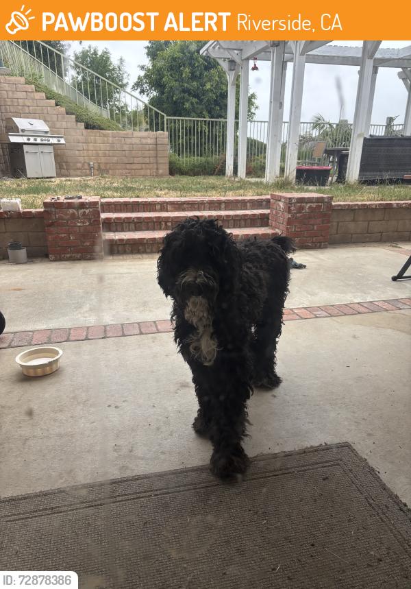Found/Stray Unknown Dog last seen Loma vista middle school, Riverside, CA 92501
