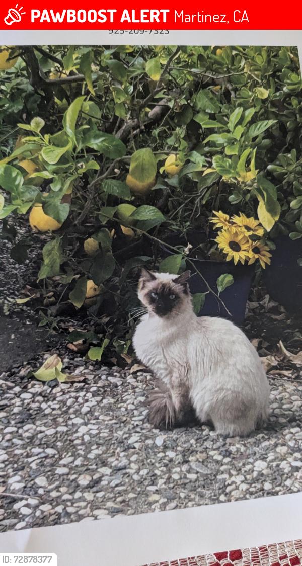 Lost Female Cat last seen Center, Martinez, CA 94553