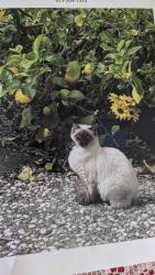Lost Female Cat last seen Center, Martinez, CA 94553