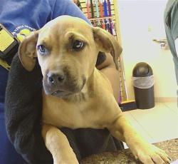 Shelter Stray Female Dog last seen Near BLOCK STATE RD 54, Land O' Lakes, FL 34638