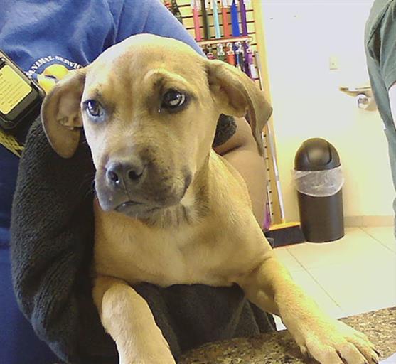 Shelter Stray Female Dog last seen Near BLOCK STATE RD 54, 19640 Dogpatch Ln, Land O' Lakes, FL 34638, USA