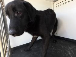 Shelter Stray Male Dog last seen Near BLK E PLANZ RD, BAKERSFIELD, CA, Bakersfield, CA 93307