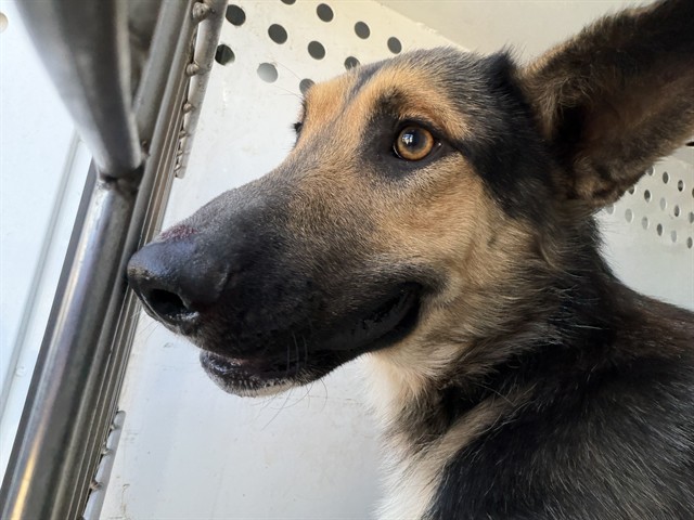 Shelter Stray Male Dog last seen Near BLK E PLANZ RD, BAKERSFIELD, CA, Bakersfield, CA 93307