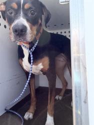 Shelter Stray Female Dog last seen Near BLOCK UNION AVE, BAKERSFIELD, CA, Bakersfield, CA 93307