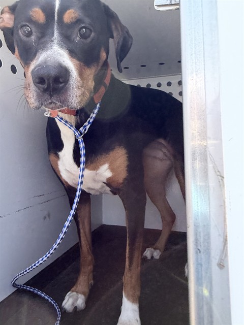 Shelter Stray Female Dog last seen Near BLOCK UNION AVE, BAKERSFIELD, CA, Bakersfield, CA 93307