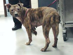 Shelter Stray Female Dog last seen Near BLOCK DUNBLANE WAY, FAYETTEVILLE NC 28311, 4704 Corporation Dr, Fayetteville, NC 28306, USA