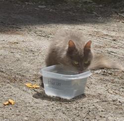 Found/Stray Unknown Cat last seen Elk ridge ln the small wooded area near extra parking , Southern Pines, NC 28387