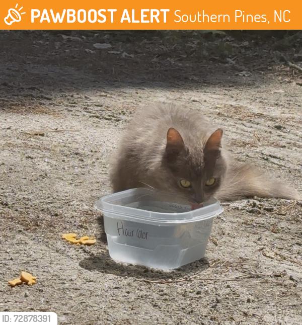 Found/Stray Unknown Cat last seen Elk ridge ln the small wooded area near extra parking , Southern Pines, NC 28387