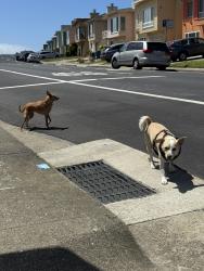Found/Stray Unknown Dog last seen Skyline Dr & Upland Ave, Daly City, CA 94015