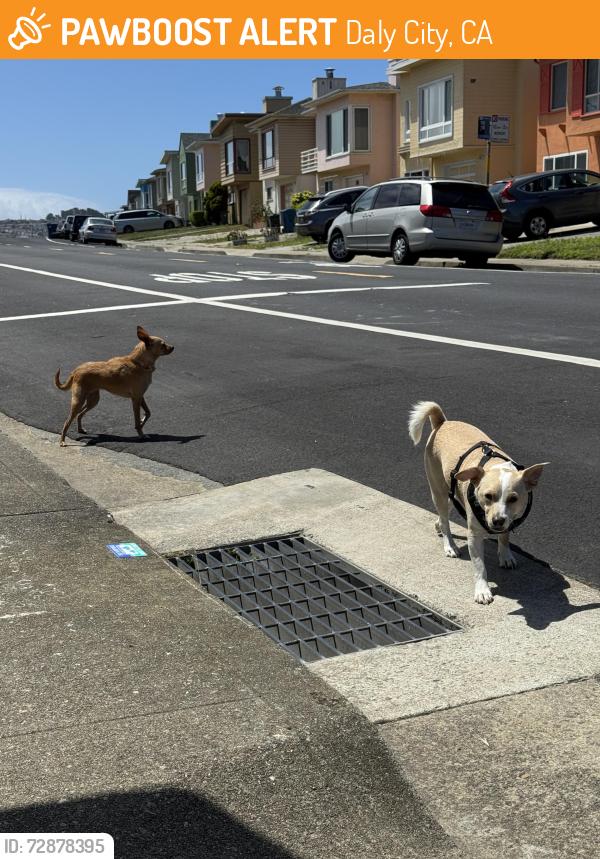 Found/Stray Unknown Dog last seen Skyline Dr & Upland Ave, Daly City, CA 94015