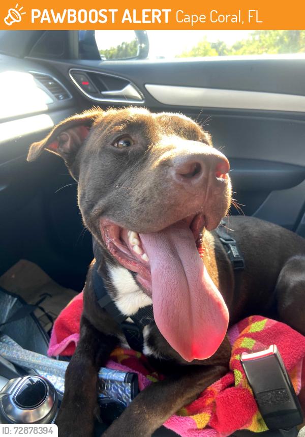 Found/Stray Male Dog last seen Del Prado/N Tamiami, Cape Coral, FL 33990