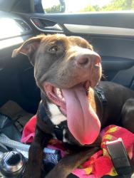 Found/Stray Male Dog last seen Del Prado/N Tamiami, Cape Coral, FL 33990