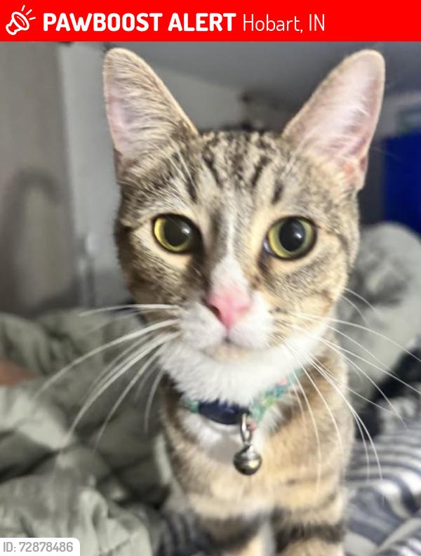 Lost Female Cat last seen S Wisconsin St, Hobart, IN 46342