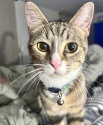 Lost Female Cat last seen S Wisconsin St, Hobart, IN 46342