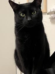 Lost Male Cat last seen Near boulevard Notre Dame , Laval, QC H7V 0E1