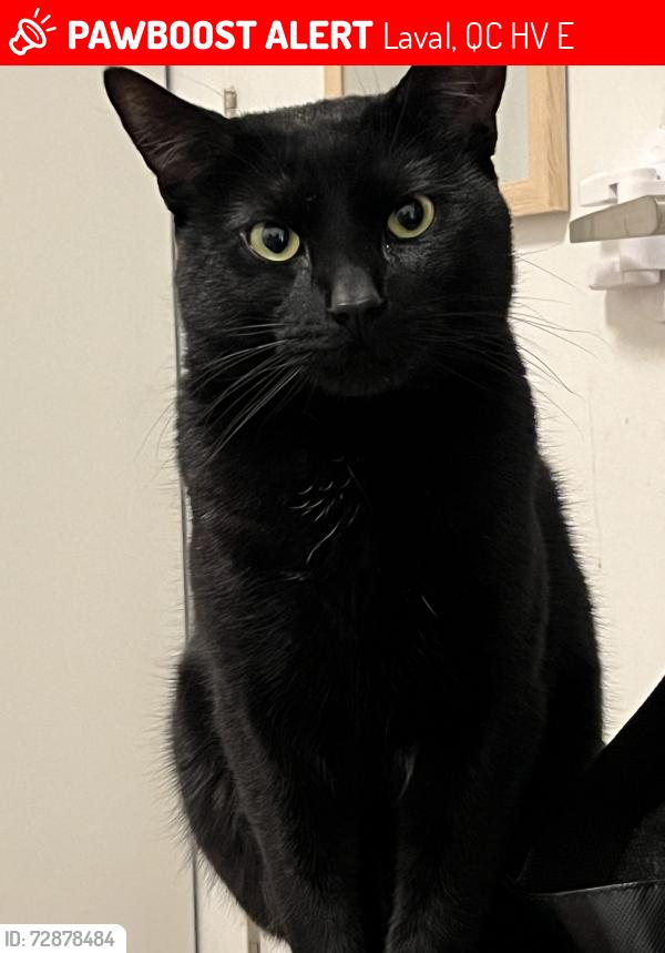 Lost Male Cat last seen Near boulevard Notre Dame , Laval, QC H7V 0E1