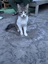 Found/Stray Female Cat last seen Morris Ave and Adam Ave, Modesto, CA 95354