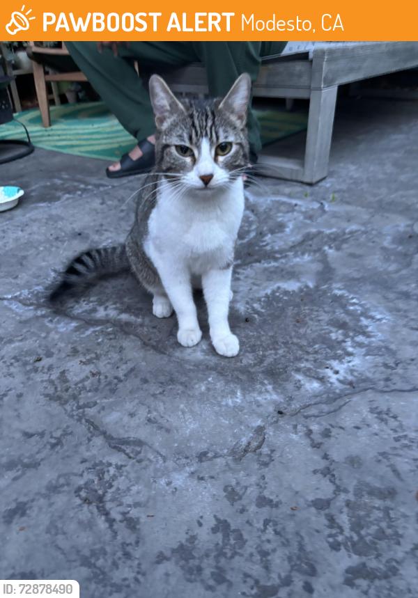 Found/Stray Female Cat last seen Morris Ave and Adam Ave, Modesto, CA 95354