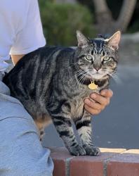 Lost Male Cat last seen Autumn Hill and Sandridge Rd. Quail Summit Elementary, Diamond Bar, CA 91765