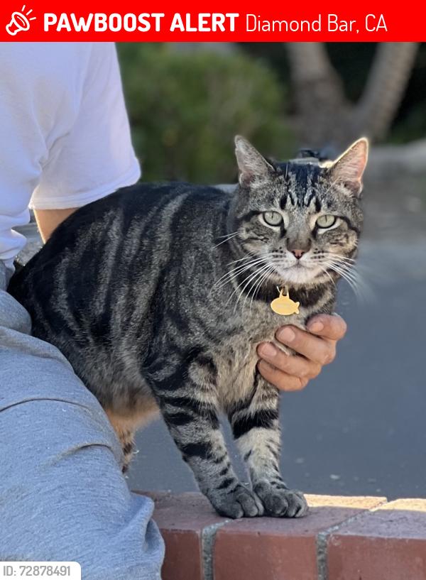 Lost Male Cat last seen Autumn Hill and Sandridge Rd. Quail Summit Elementary, Diamond Bar, CA 91765