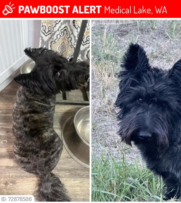 Lost Female Dog last seen Ritchey rd, Thorp rd, Medical Lake, WA 99022