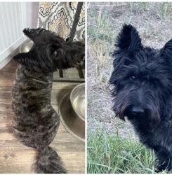 Lost Female Dog last seen Ritchey rd, Thorp rd, Medical Lake, WA 99022