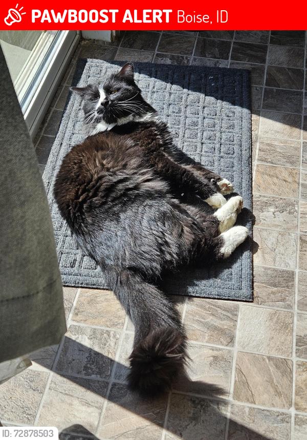 Lost Male Cat last seen w bigwood dr , Boise, ID 83709