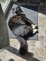 Lost Male Cat last seen w bigwood dr , Boise, ID 83709