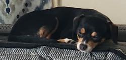 Found/Stray Unknown Dog last seen Milton Ave and Erie Boulevard , Syracuse, NY 13203