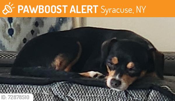 Found/Stray Unknown Dog last seen Milton Ave and Erie Boulevard , Syracuse, NY 13203
