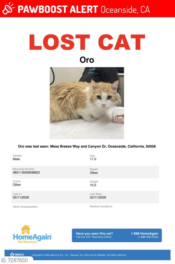 Lost Male Cat last seen Near mesa breeze way, Oceanside, CA 92058