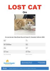 Lost Male Cat last seen Near mesa breeze way, Oceanside, CA 92058