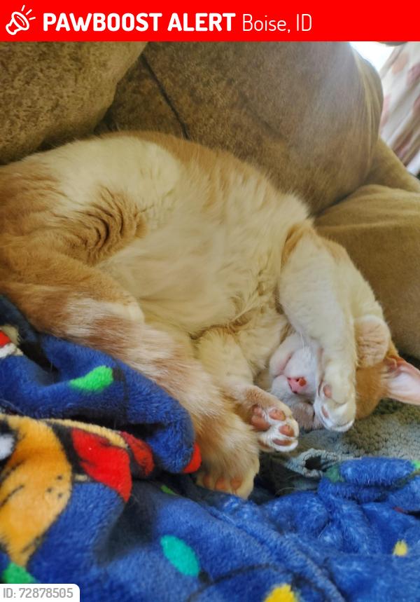 Lost Male Cat last seen Roosevelt, Boise, ID 83705