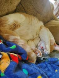 Lost Male Cat last seen Roosevelt, Boise, ID 83705