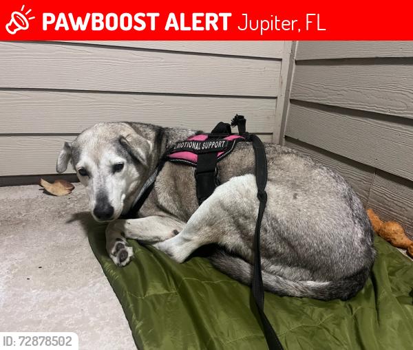 Lost Female Dog last seen Ocean Cay Park Jupiter FL., Jupiter, FL 33477