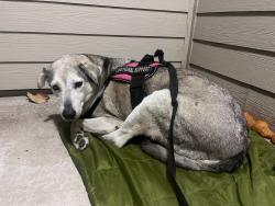 Lost Female Dog last seen Ocean Cay Park Jupiter FL., Jupiter, FL 33477