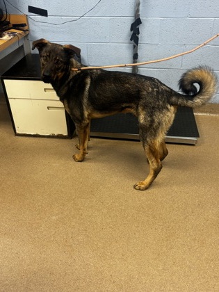 Shelter Stray Male Dog last seen Near DEER CREEK CIRCLE Lithonia, 30038, 30038, GA, Atlanta, GA 30341